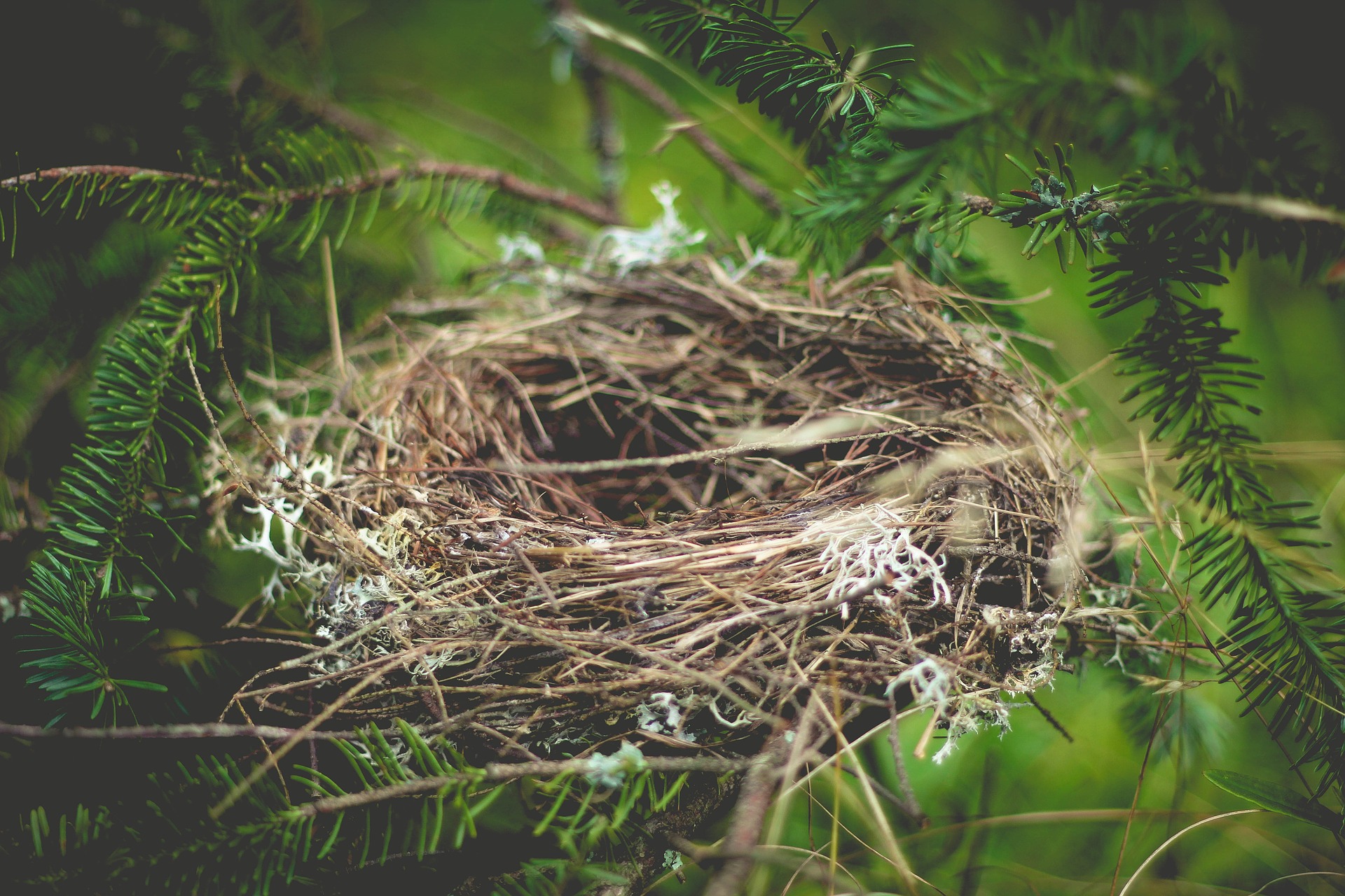 Het lege nest